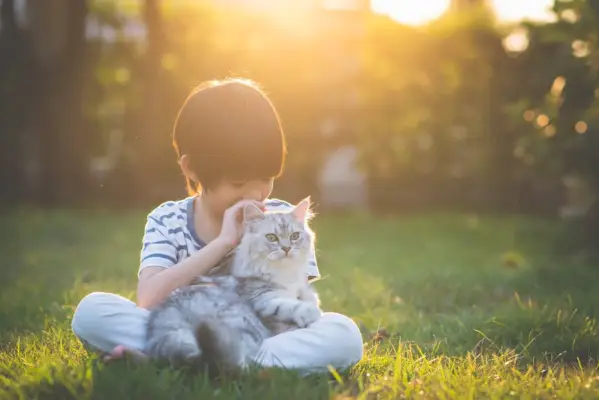 Dueño de caricias de gato persa