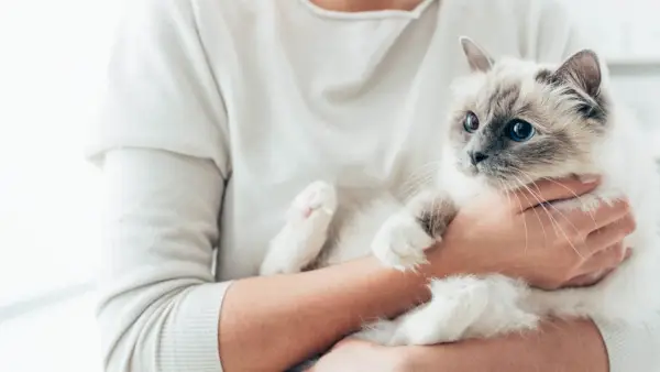 Mujer abrazando a un gato birmano