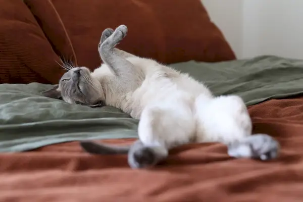 gato tonkinese abrazo cariñoso