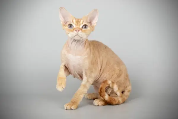 Red Devon Rex mačka sediaca v sivom pozadí