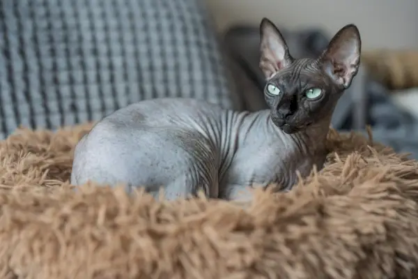 Shpynx liegt auf dem Katzenbett