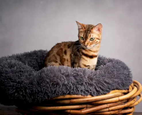 Süße Katze sitzt im Donut-Katzenbett