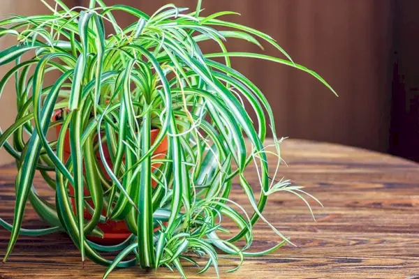 Spinplant op een houten tafel