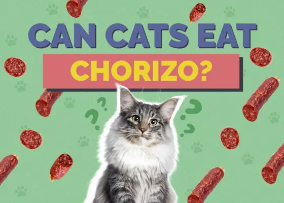 I gatti possono mangiare il chorizo? Fatti nutrizionali e domande frequenti esaminati dai veterinari