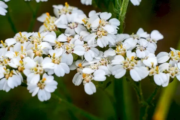 Schafgarbenblüten