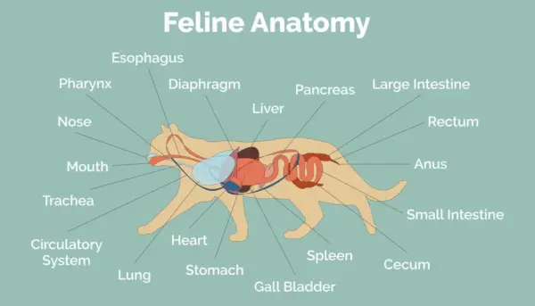 Anatomie der Katze