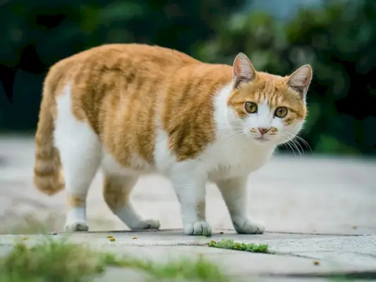 Fette getigerte Katze, die draußen steht