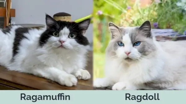 Hepper - Ragamuffin vs Ragdoll lado a lado