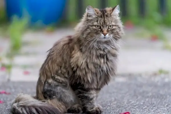 gato malhado maltrapilho