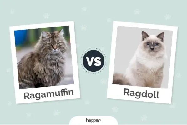 Hepper - Ragamuffin vs Ragdoll em destaque