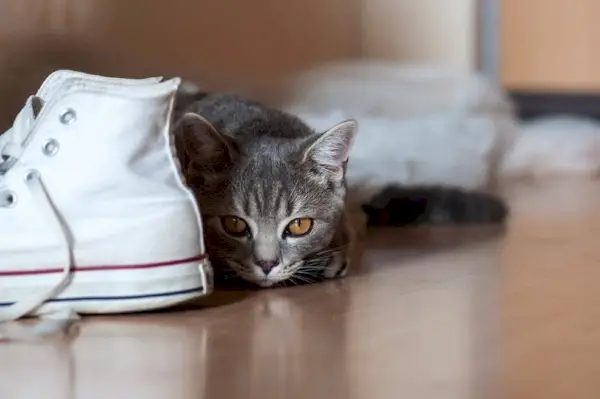 Gatto britannico a pelo corto accanto alle scarpe