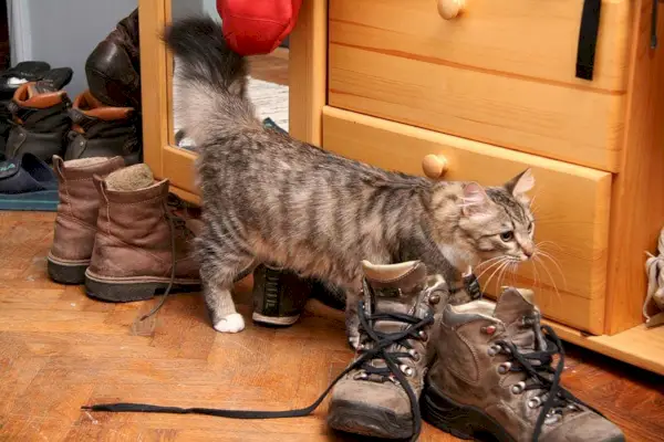 il gatto ha fatto la pipì nelle scarpe