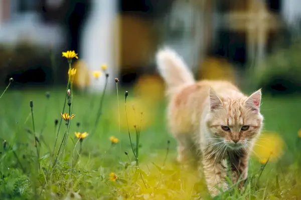 Gato atigrado rojo caminando de casa al jardín