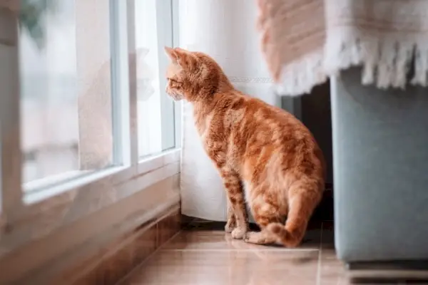 Gato dentro de casa mirando por la ventana