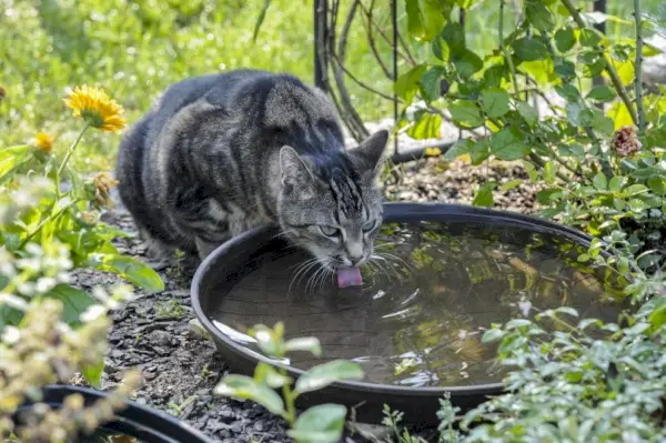 gato salvaje bebiendo agua