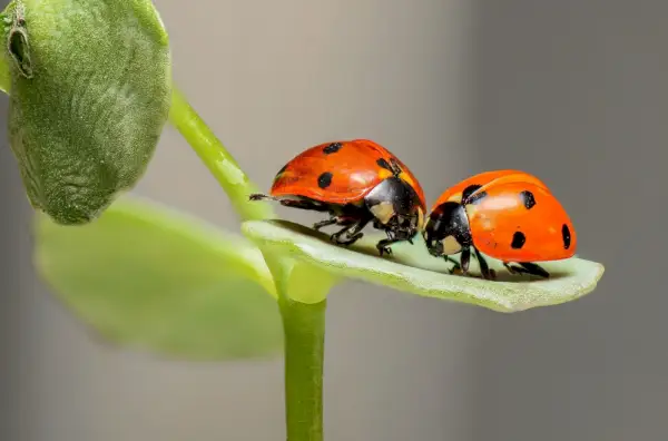 Mariquitas en una hoja