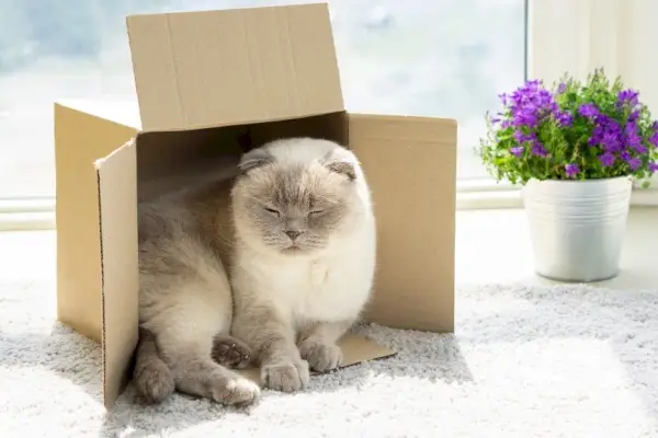 Chat Scottish Fold reposant dans une boîte en carton