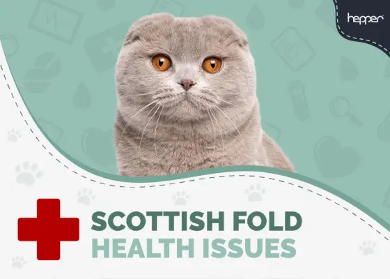 7 problèmes de santé du chat Scottish Fold : prévention et traitement approuvés par le vétérinaire