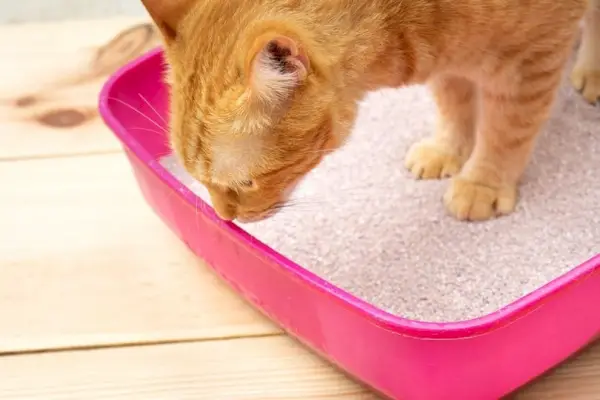 limpiar la caja de arena para gatos