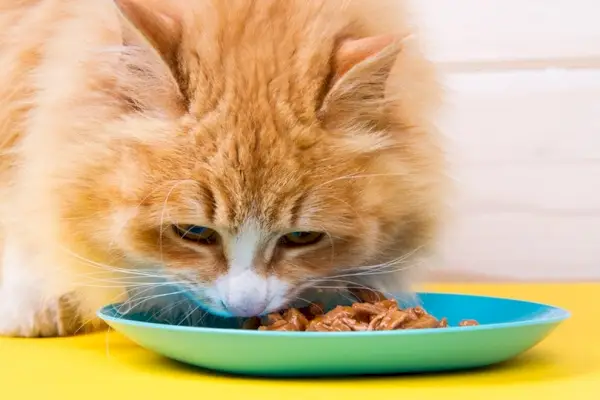 gato atigrado rojo comiendo comida húmeda de un recipiente