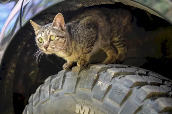 Katze kommt aus Automotor