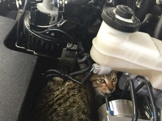 Katzenlager im Automotor