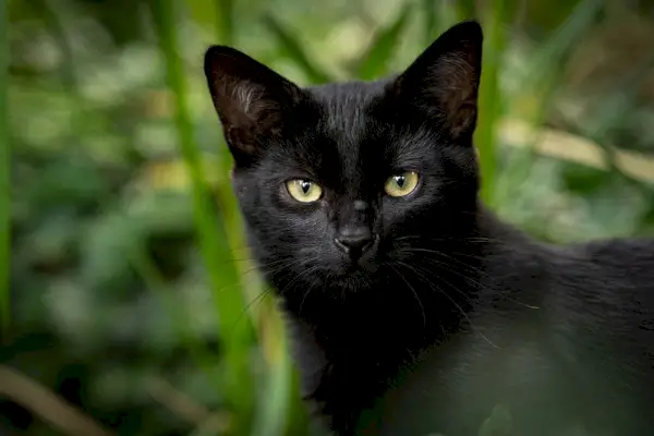 National Black Cat Appreciation Day i 2024: When It is & Myths Debunked