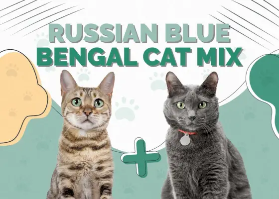 Russische Blaue Bengalkatze