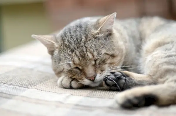 close de um gato cochilando nas patas na almofada de aquecimento ao ar livre