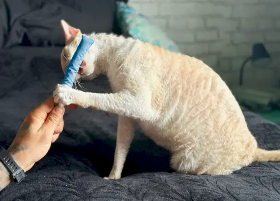 Hepper Catnip Stick Lelu - valkoinen Cornish Rex sängyssä