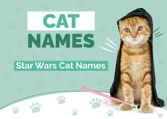 120+ Star Wars-kattennamen: onze beste keuzes voor uw op kracht afgestemde kat