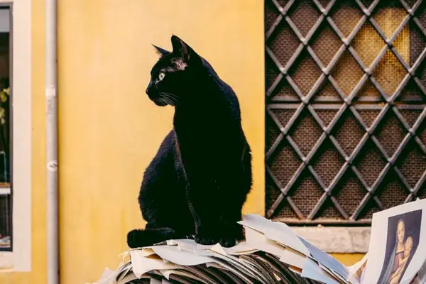 書類の山の上に座る黒猫