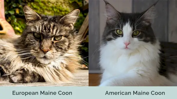 Evropski Maine Coon proti Ameriškemu Maine Coonu