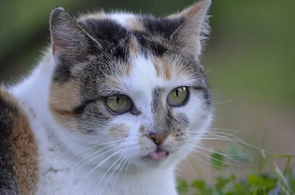 So kühlen Sie Ihre Katze ab: Sicherheitstipps für den Sommer und wie Sie Überhitzung verhindern