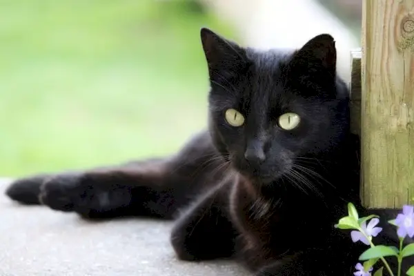 gato bombay descansando al aire libre