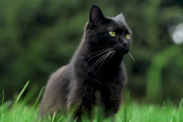 gato bombay negro sentado en la hierba