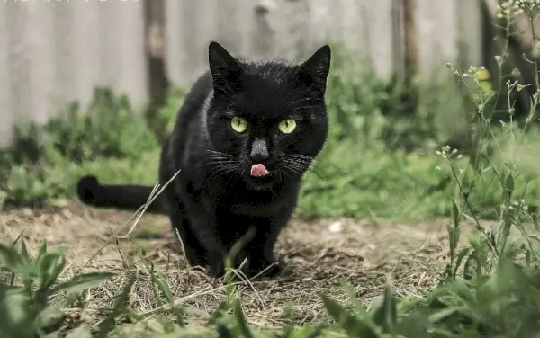 gato negro de bombay al aire libre lamiendo la boca