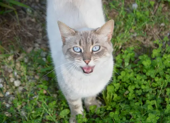 Sana miyavlayan kedi