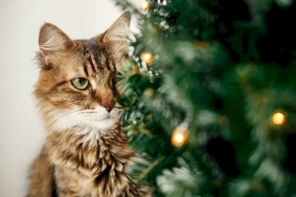 Gato Maine Coon com olhos verdes sentado na pequena árvore de Natal com luzes