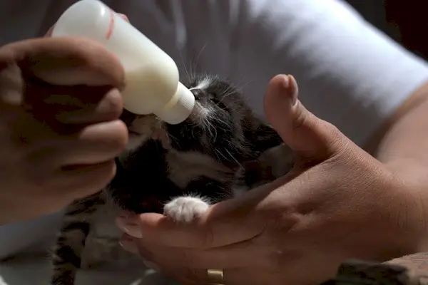 Kätzchen trinkt Milch aus der Flasche