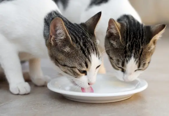 İki kedi kaseden süt içiyor