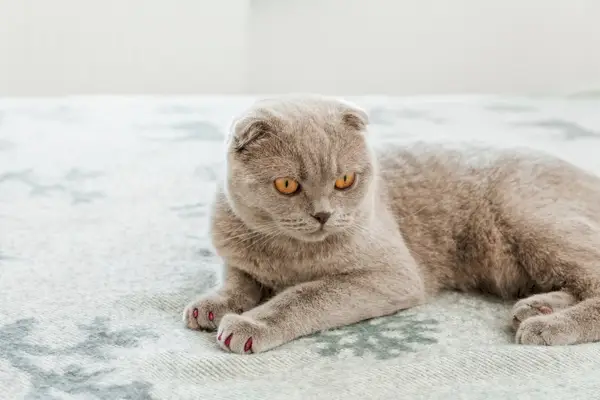 Scottish fold wit Cat Nail Caps