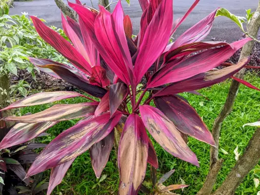 Cordyline fruticosa