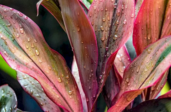 våta cordyline lämnar på nära håll