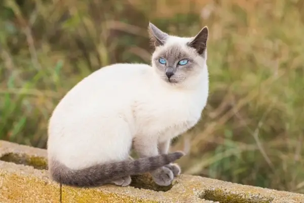 Blaupunkt-Siamkatze_Tatiana Chekryzhova, Shutterstock