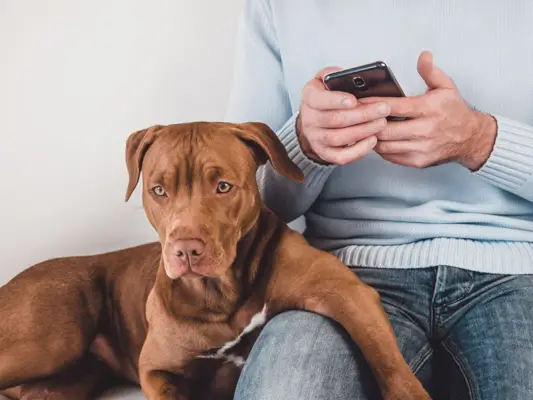 Mann, der sein Telefon benutzt, mit seinem Hund neben ihm