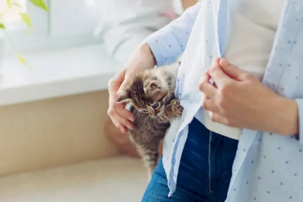 Sahibinin üzerine tırmanan kedi yavrusu, sahibinin üzerine tırmanan kedi