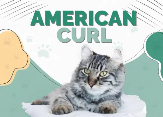 American Curl-Katze