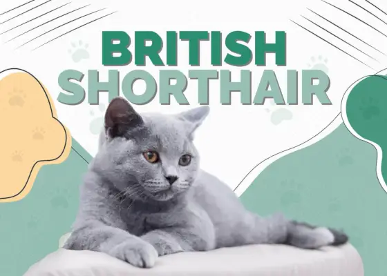 Britische Kurzhaarkatze