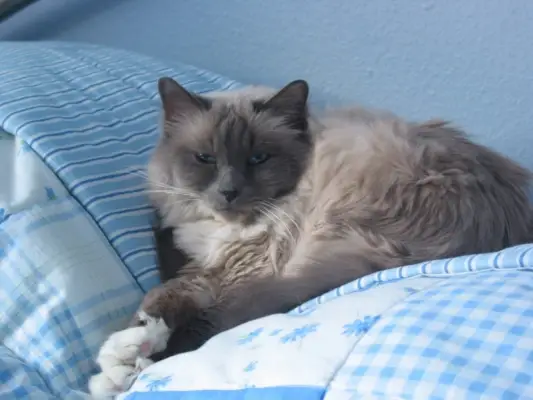 Um gato Birman deitado